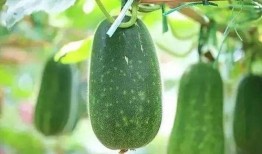 吃瓜解暑视频下载免费,跟着吃瓜视频免费下载解暑秘籍